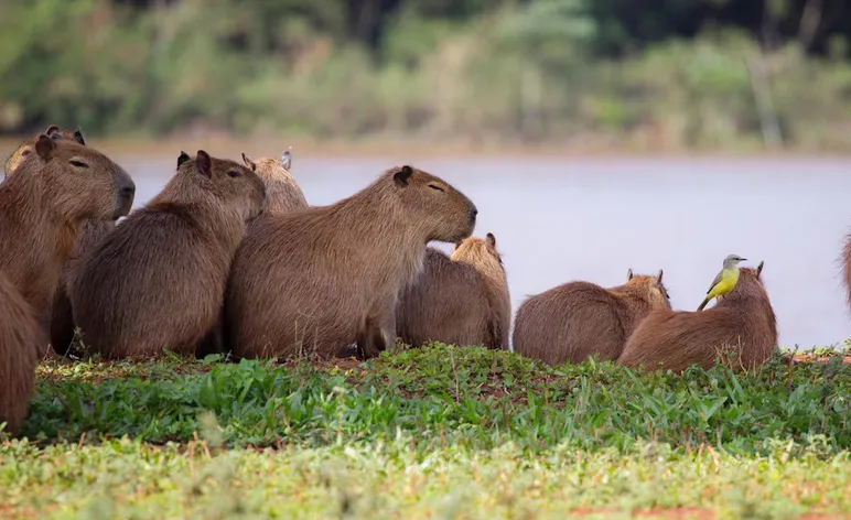 Todo el evento estará relacionado con las capibaras / FREEPIK