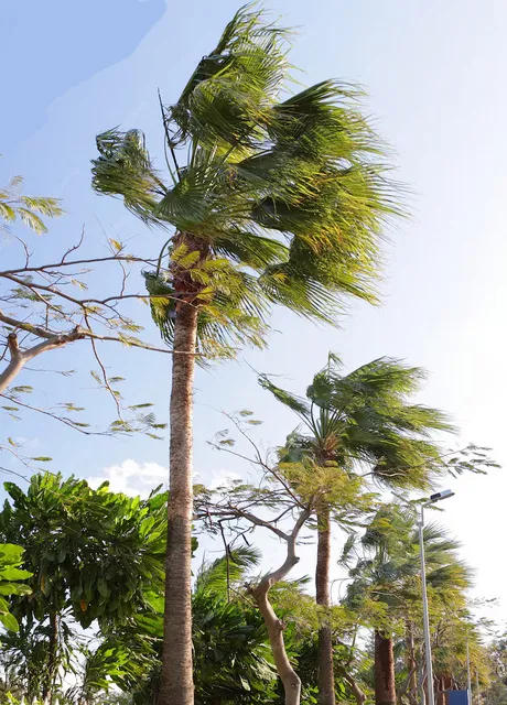 Los intensos vientos se sentirán más en el norte del país / FREEPIK