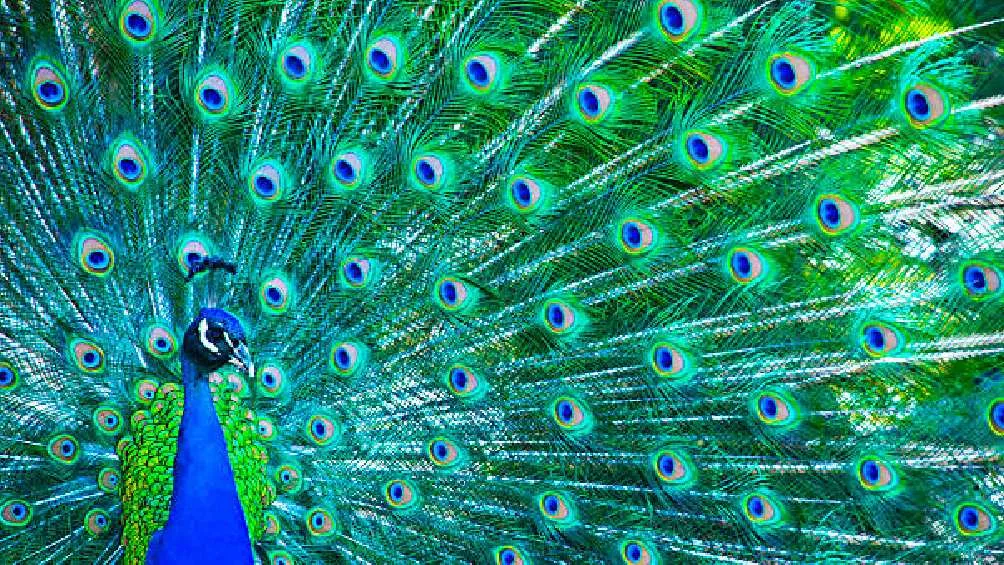 El color descubierto es similar al de un pavorreal/Pixabay