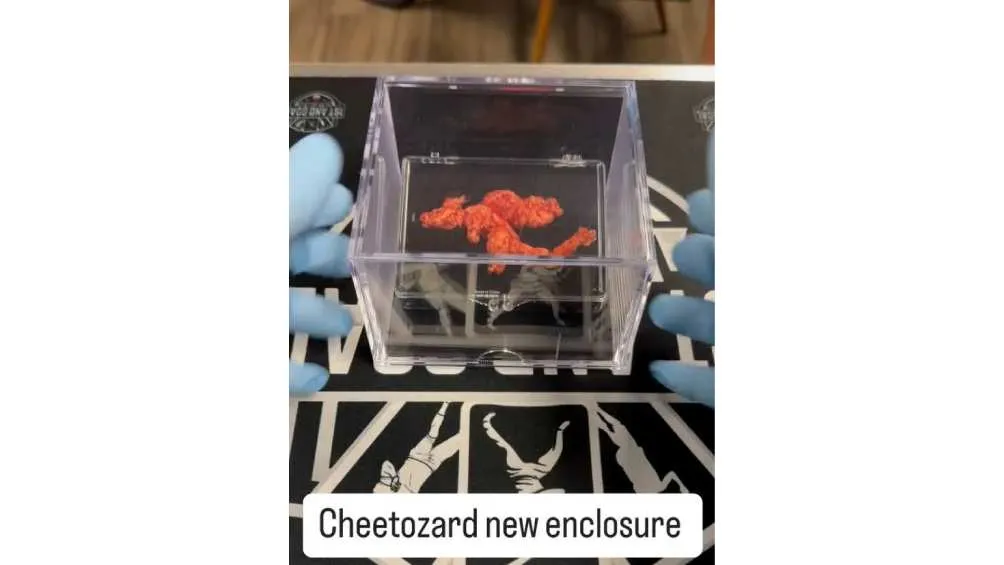 Durante varios años el cheto estuvo resguardado en una caja/X