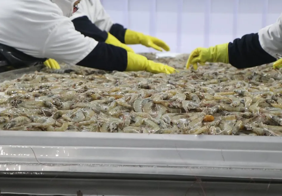 Ahora existe un pleito en México y Ecuador por saber cuál camarón es más rico / Redes Sociales