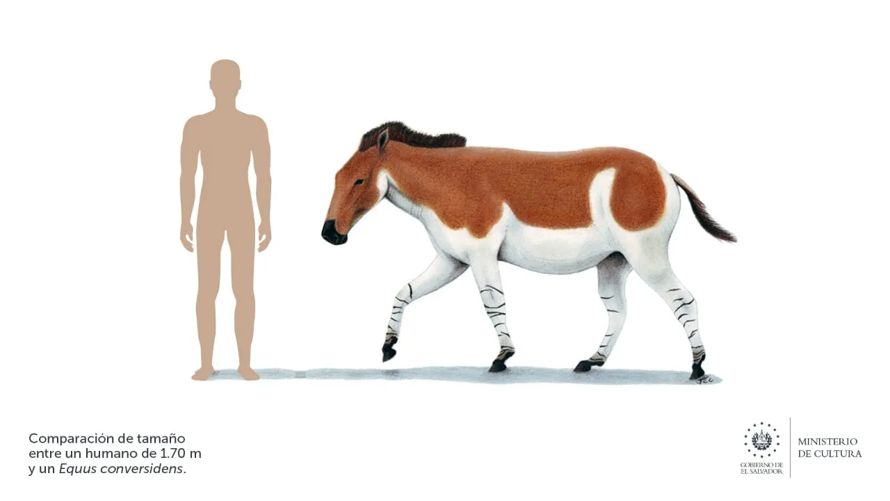 Caballo Equus Conversidens, con más de 7 mil años de antigüedad / Redes Sociales