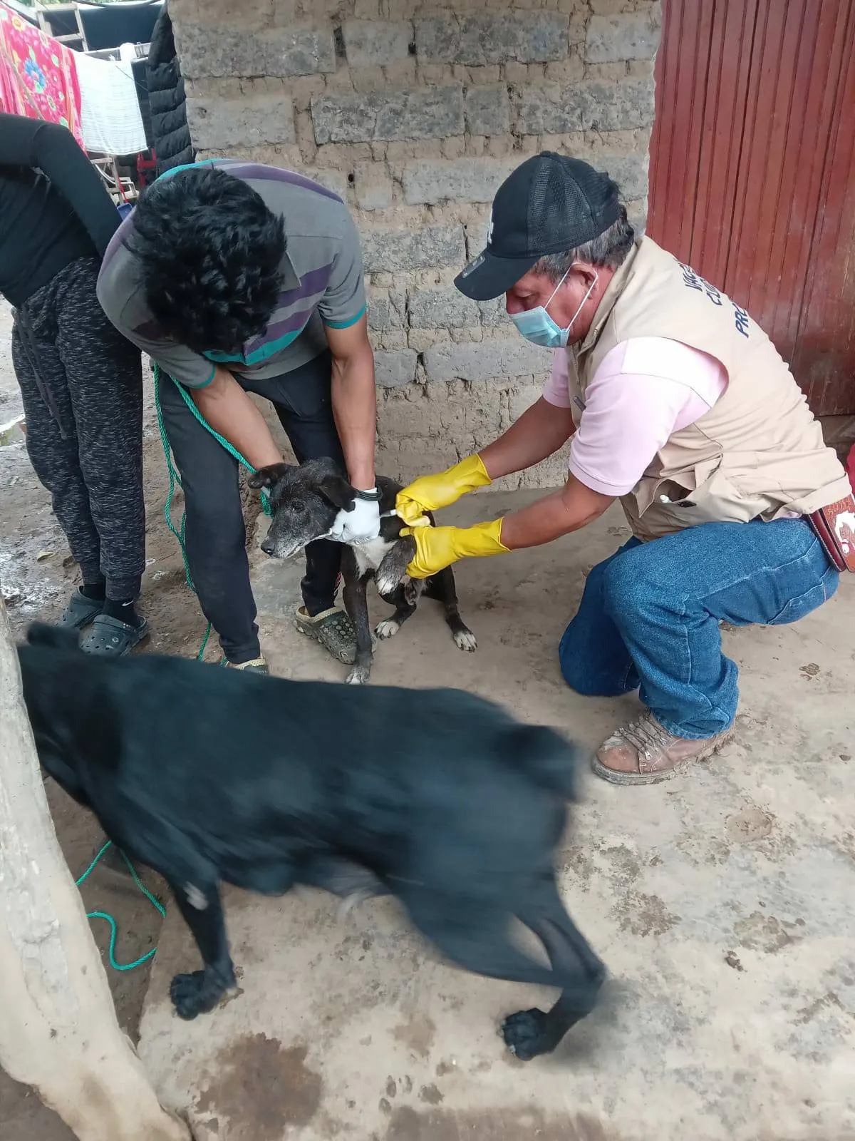 El primer caso en perro se registró en Tulum / Redes Sociales