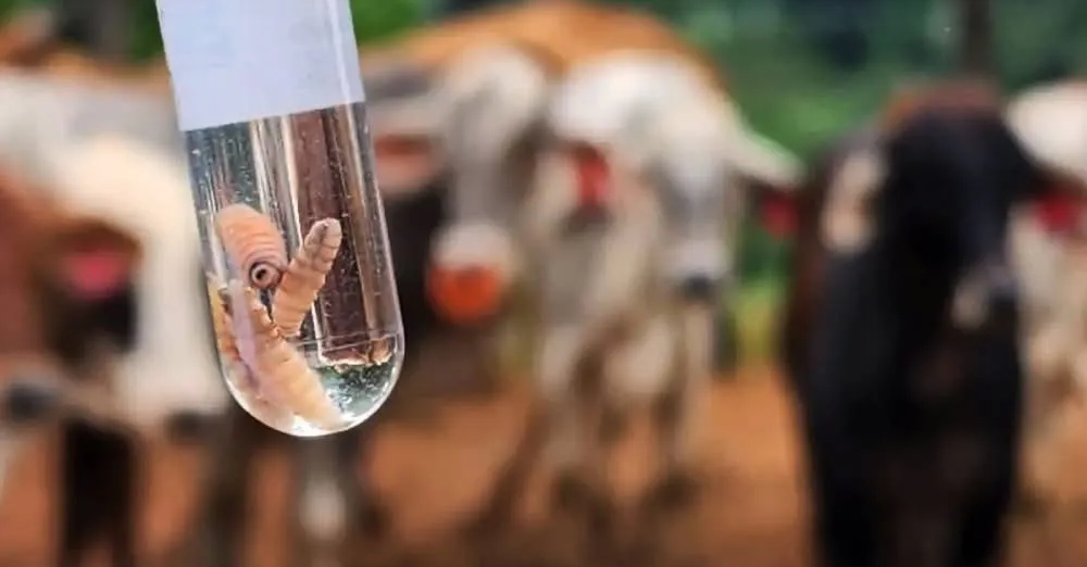 Las autoridades sanitarias continúan en alerta para detectar más casos / Redes Sociales