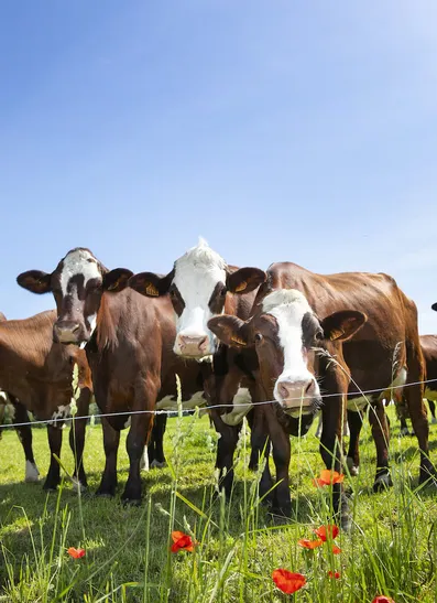 La Secretaría de Agricultura está vigilando el ganado para frenar los contagios / FREEPIK