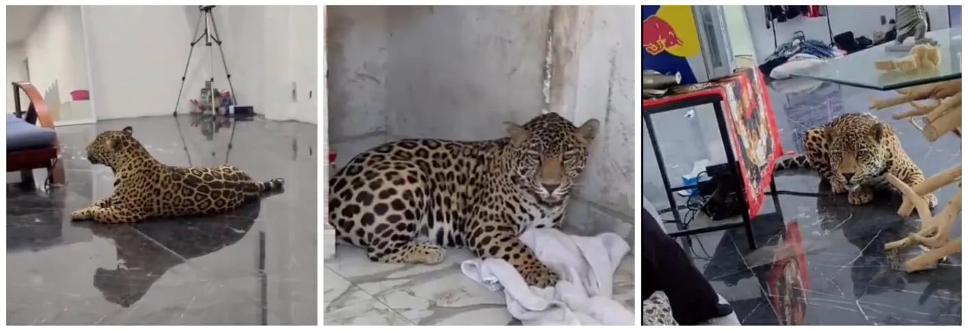 El jaguar se paseaba por la casa sin cadena ni seguridad a su alrededor / Redes Sociales