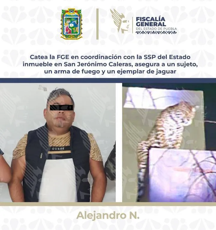 La persona que tenía el jaguar fue detenido por disparar contra agentes / Redes Sociales