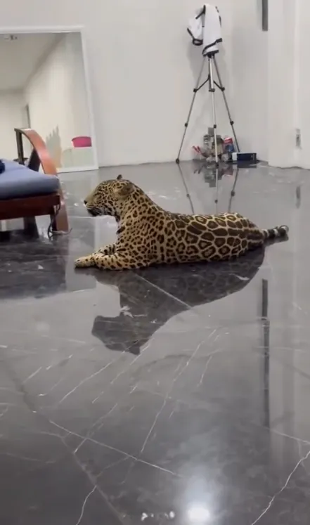 Semarnat está evaluando la salud del felino para regresarlo a su habitad / Redes Sociales