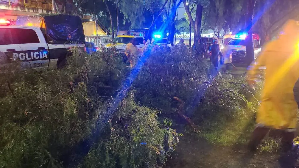También hubo varios árboles caídos y afectaciones en el transporte público/X