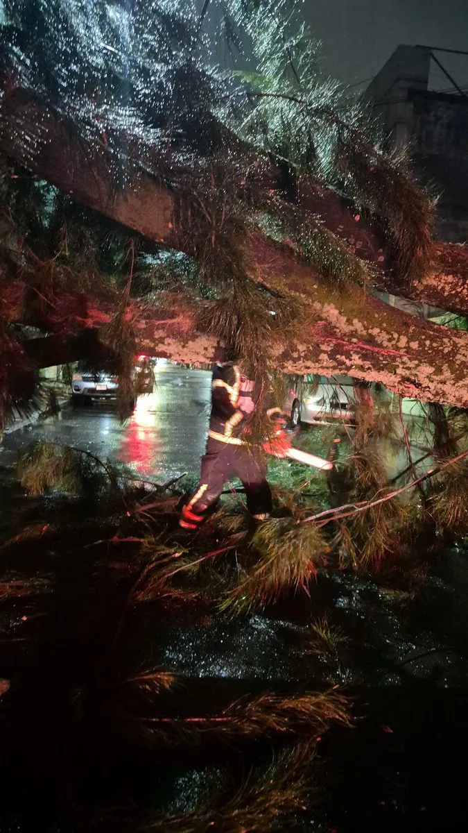 Los bomberos retiraron árboles caídos por los fuertes vientos / Redes Sociales