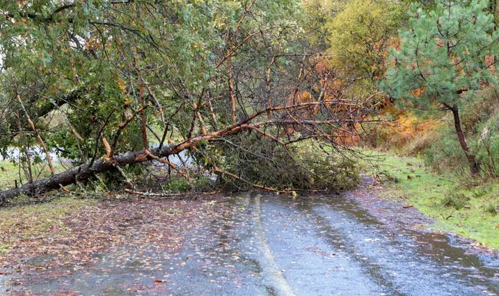 Las precipitaciones pluviales podrían derribar árboles y provocar inundaciones / FREEPIK
