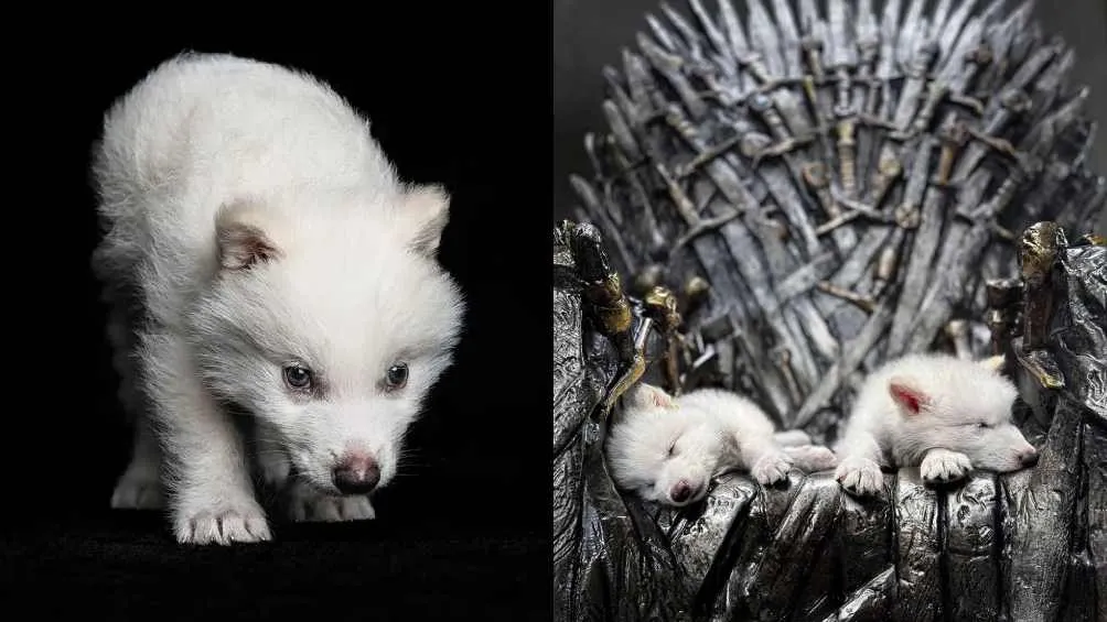 Esta especie es relacionada con la serie Game of Thrones/X
