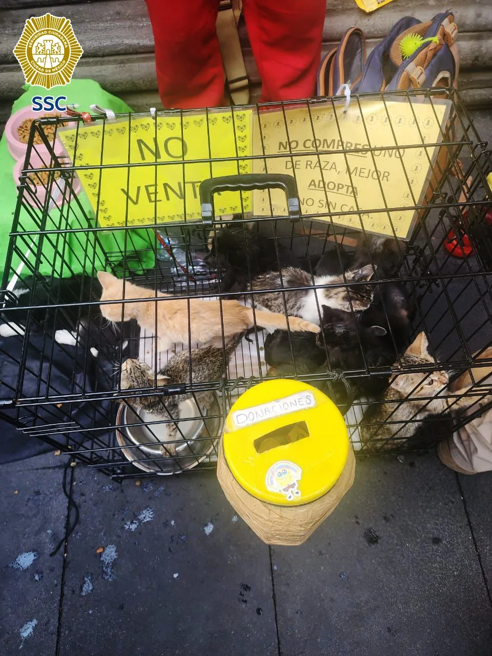 Los perritos y gatos presentaron cuadros de desnutrición / FB: @PoliciaCDMX
