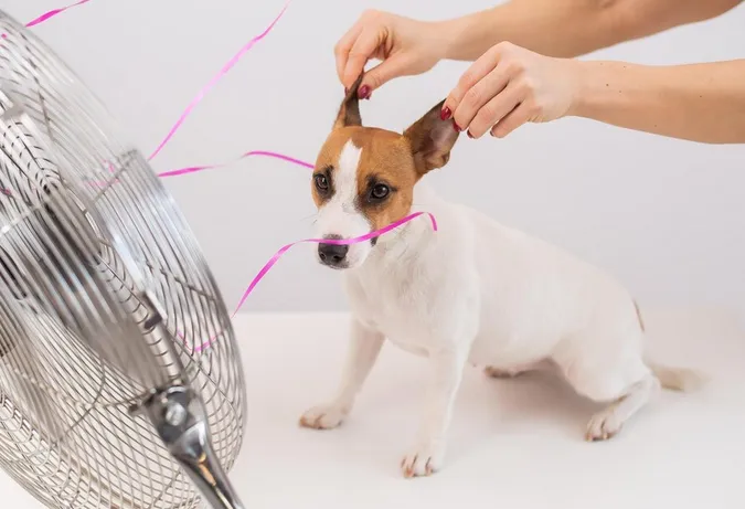 Hay que proteger a las mascotas de los golpes de calor / FREEPIK