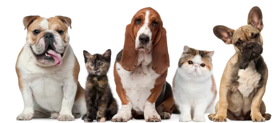 El RUAC lo pedirán para algún servicio médico o en caso de extravío / FREEPIK