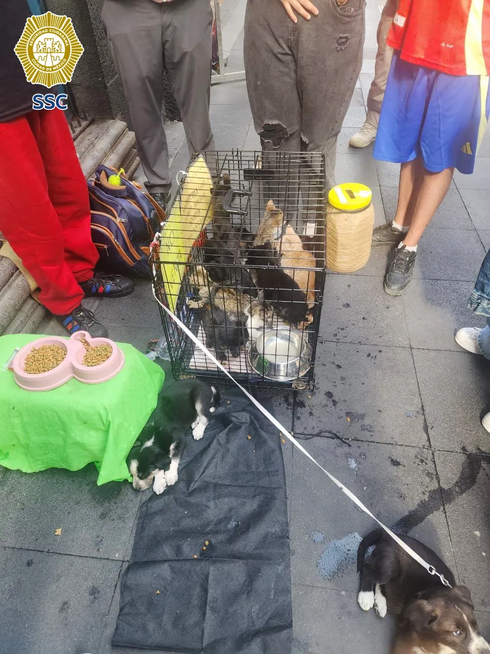 Las mascotas eran utilizadas para recaudar dinero fácil / FB: @PoliciaCDMX