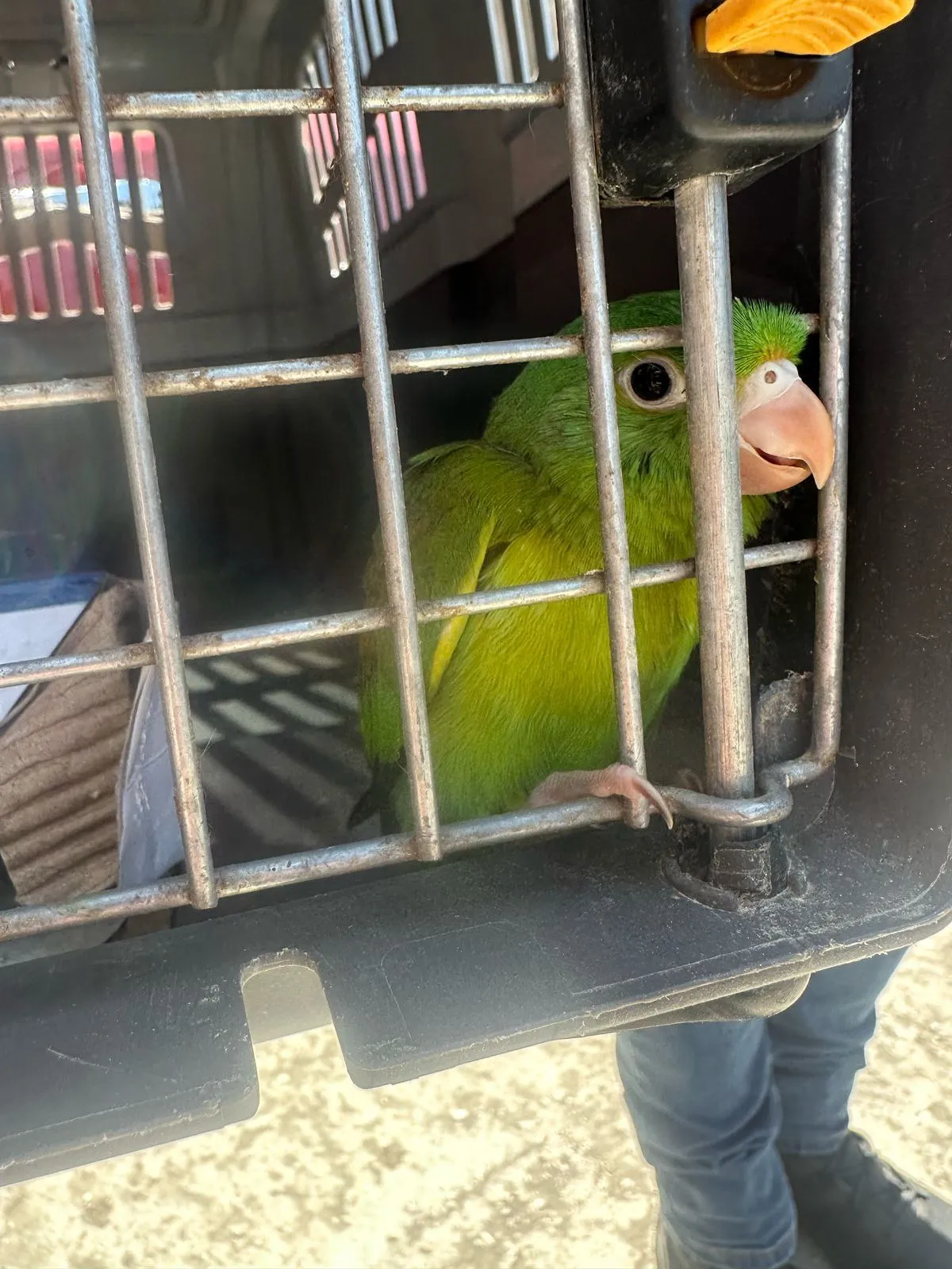 No está cotorro tener las aves en jaulas dentro de tu hogar / Redes Sociales
