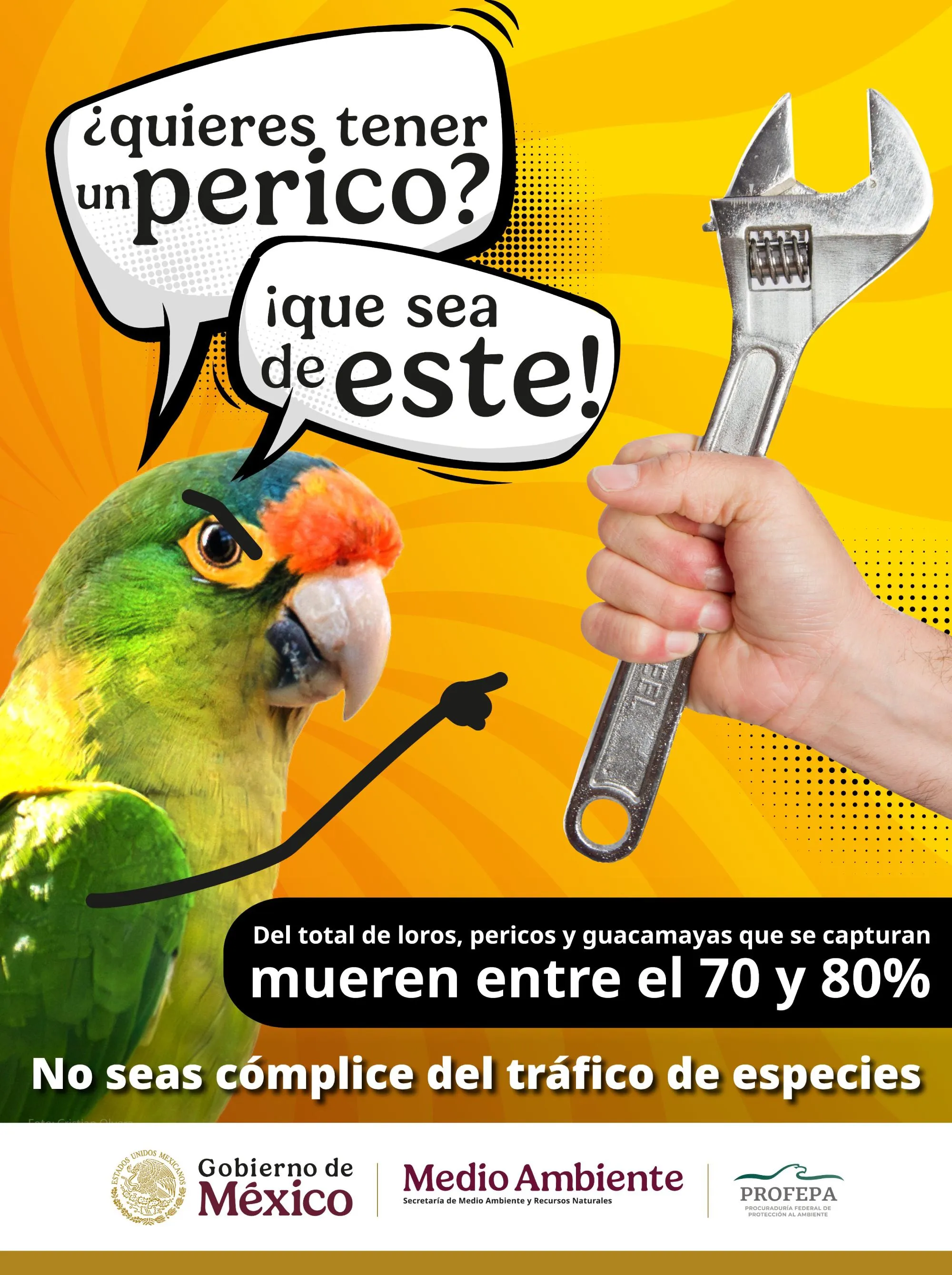 La Profepa matiene una campaña para cuidar a las aves / Redes Sociales