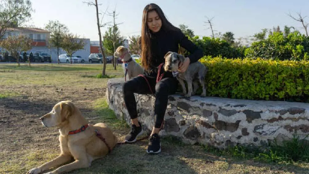 En México es común que las personas cuiden de sus mascotas como si fuera sus hijos/Pixabay