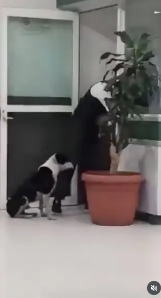 El perrito llegó todo mojado a resguardarse en la clínica del IMSS / Redes Sociales