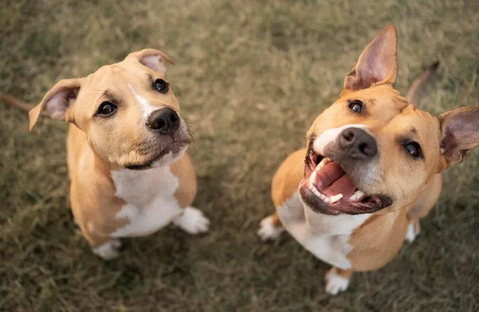 Los dueños de los perros recibirían multas y cursos de cuidado animal / FREEPIK