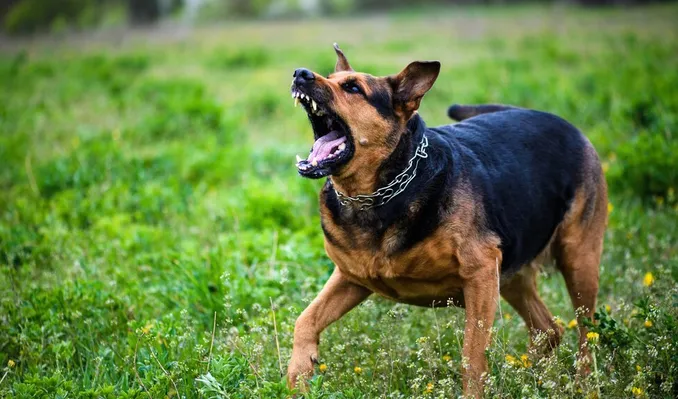 Están creciendo los casos de molestias por los ladridos / FREEPIK