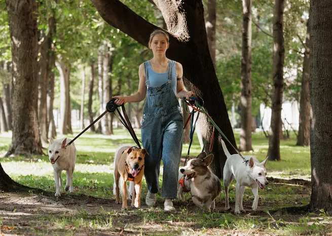 En la CDMX se realizó un censo de los paseadores de perros / FREEPIK