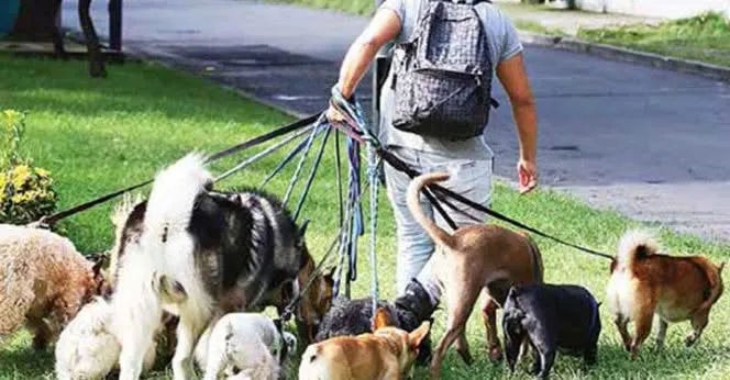 Las personas que lastimen a las mascotas serán sancionadas / Redes Sociales