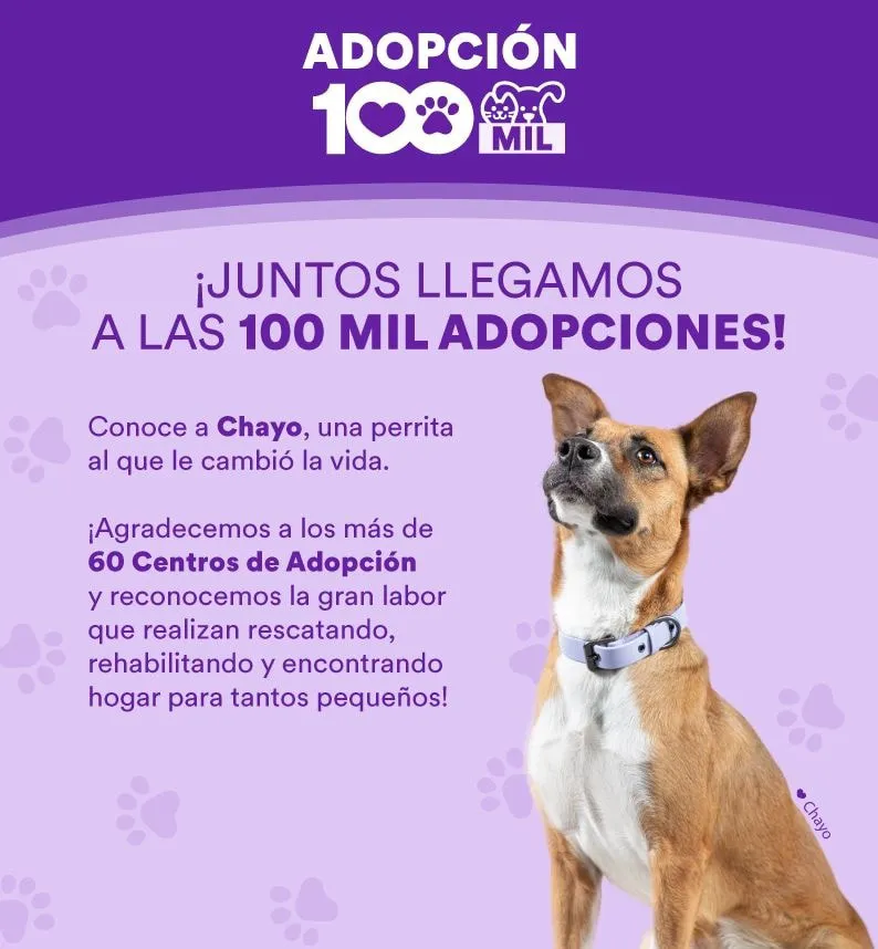 Chayo se convirtió en la perrita 100 mil en adoptar / Especial