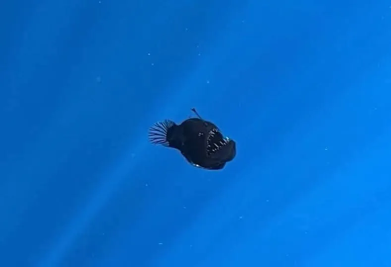 La especie marina se cree que se perdió por alguna enfermedad / Redes Sociales