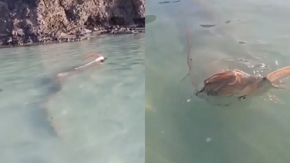 En la playa de Balandra fue visto el pez que da miedo / Redes Sociales