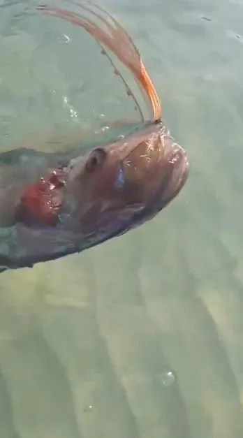 Su aparición trajo mucha incertidumbre entre los cibernautas / Redes Sociales