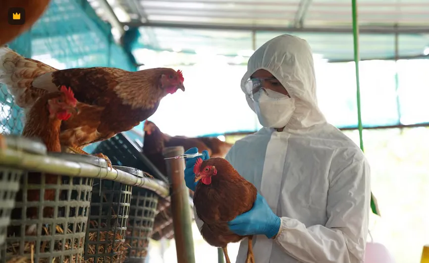 Las granjas se encuentran bajo inspección para detectar aves enfermas / FEEPIK