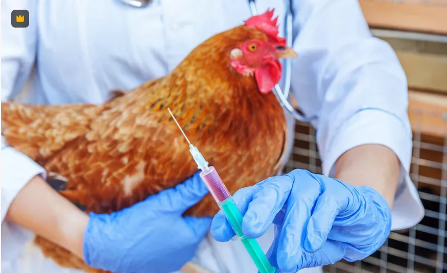 Los contagios de humano a humano no se han reportado / FREEPIK