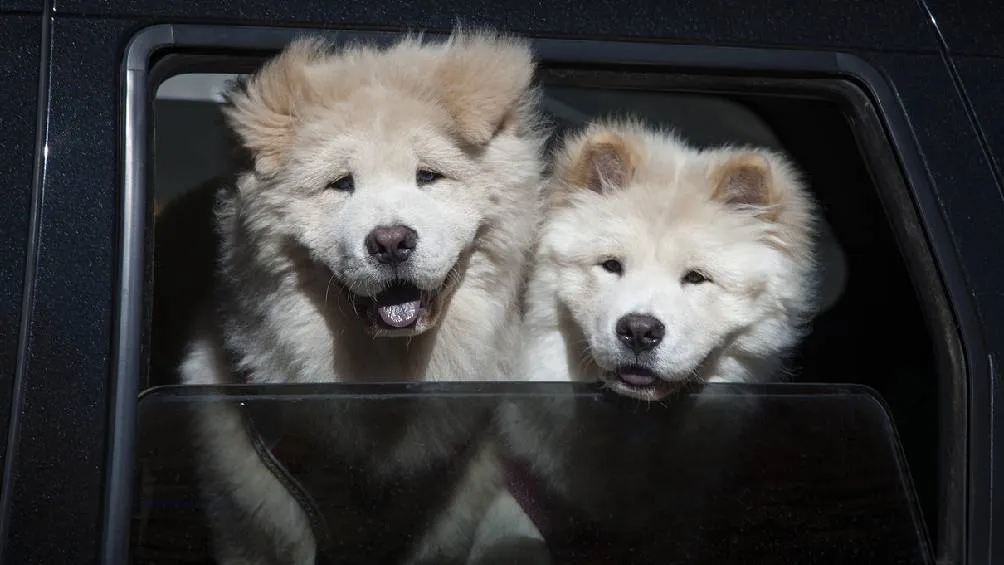 El Reglamento de Tránsito en la CDMX es contundente al respecto/Pixabay