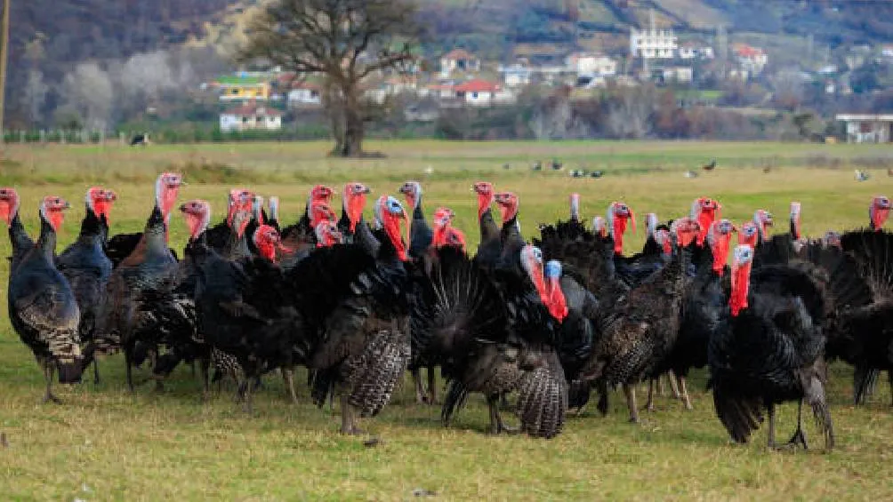 El pavo, o guajolote, es originario de América del Norte, especialmente de México y Estados Unidos.| Pixabay