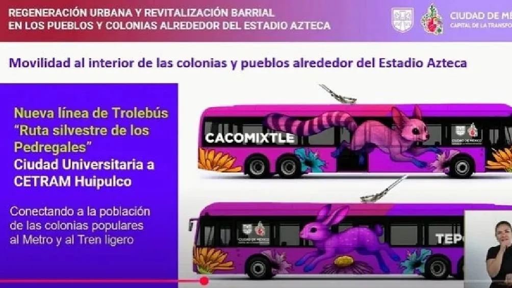 Las unidades de trolebuses estarán decoradas con imágenes de especies endémicas, como el cacomixtle. / Gobierno de México