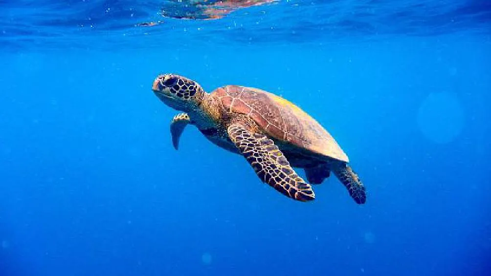 El Día de la Tierra, iniciado en 1970 en Estados Unidos por el senador Gaylord Nelson, es un evento dedicado a la concienciación sobre la protección del medio ambiente.| Pixabay