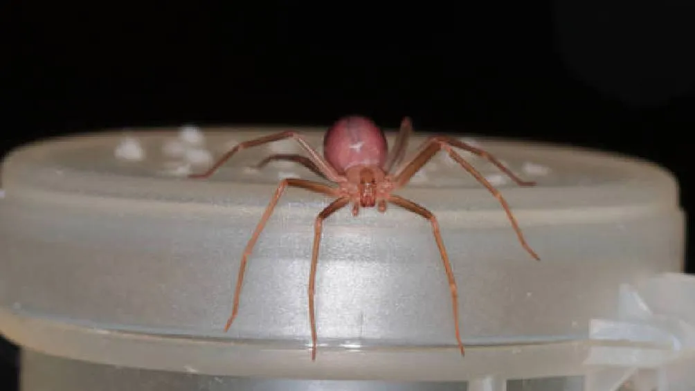 Las arañas violinistas son peligrosas debido a su veneno, que puede causar reacciones graves en los humanos.| Pixabay