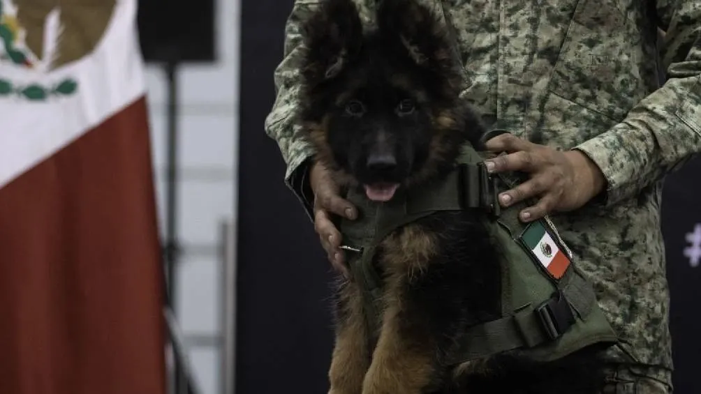 El perro rescatista Arkadas, donado a México por Turquía, será ascendido a cabo en una ceremonia del Ejército Mexicano. | Sedena