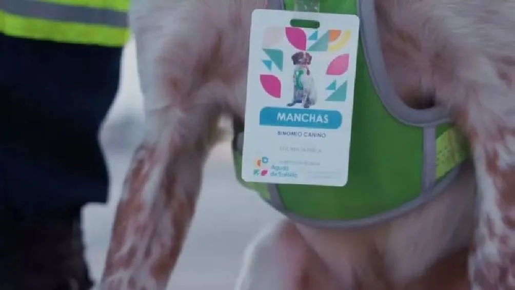 Cuando su adiestramiento concluyó lo trajeron a México por Veolia y Aguas de Saltillo, y así formar parte del equipo de detección de fugas en la ciudad. / IG: saltillogob