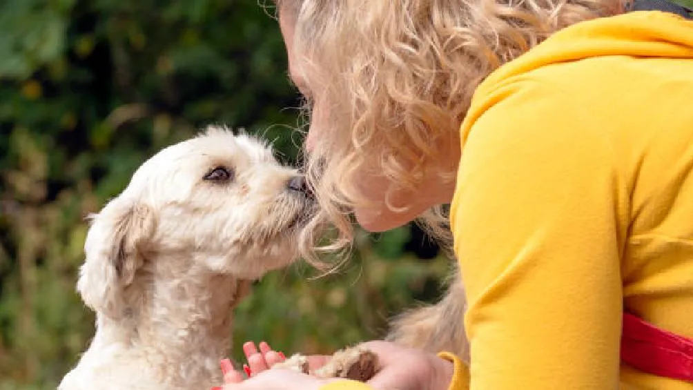 Centro establecido en 2017 con el propósito de ofrecer resguardo temporal a los perros encontrados en el Metro. / iStock