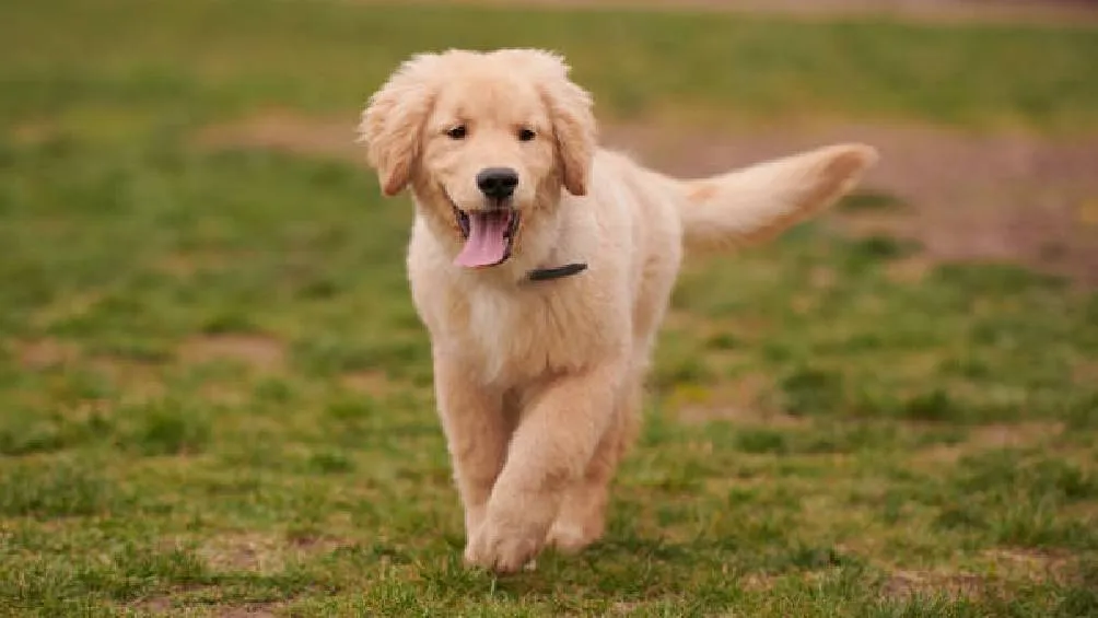 Conoce los requisitos para adoptar un lomito. / iStock