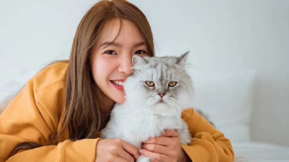 El 20 de febrero se conmemora el Día Internacional del Gato. / Pixabay