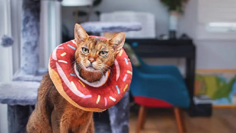 29 de octubre: Esta fecha se dedica a la concienciación sobre el abandono de gatos. / Pixabay