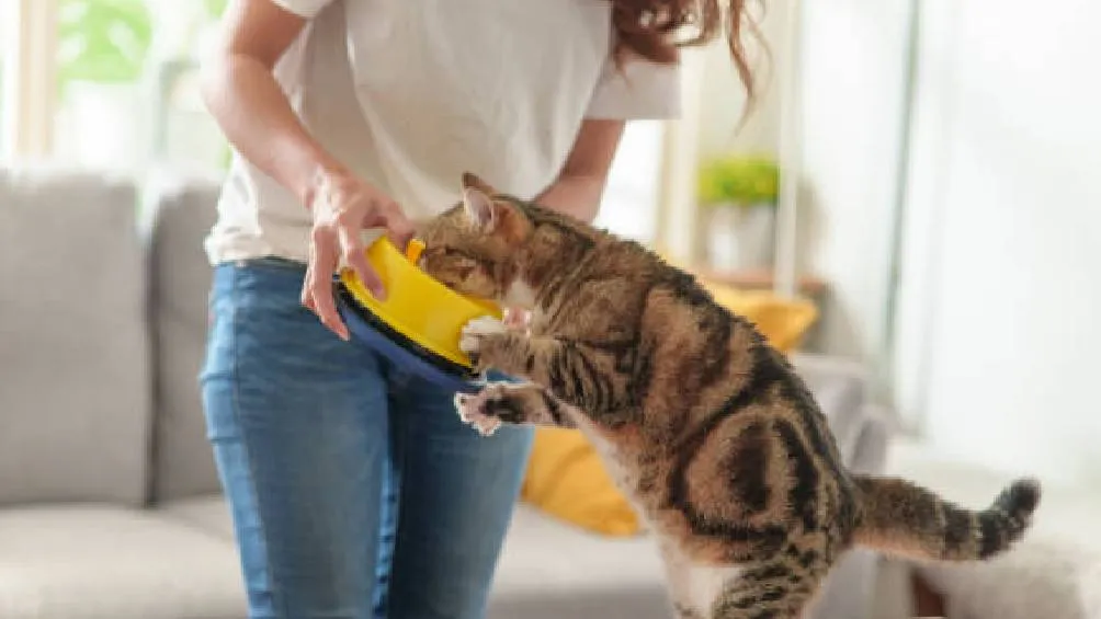 La adopción responsable de mascotas es un proceso que requiere la toma de decisiones informadas y comprometidas. / Pixabay