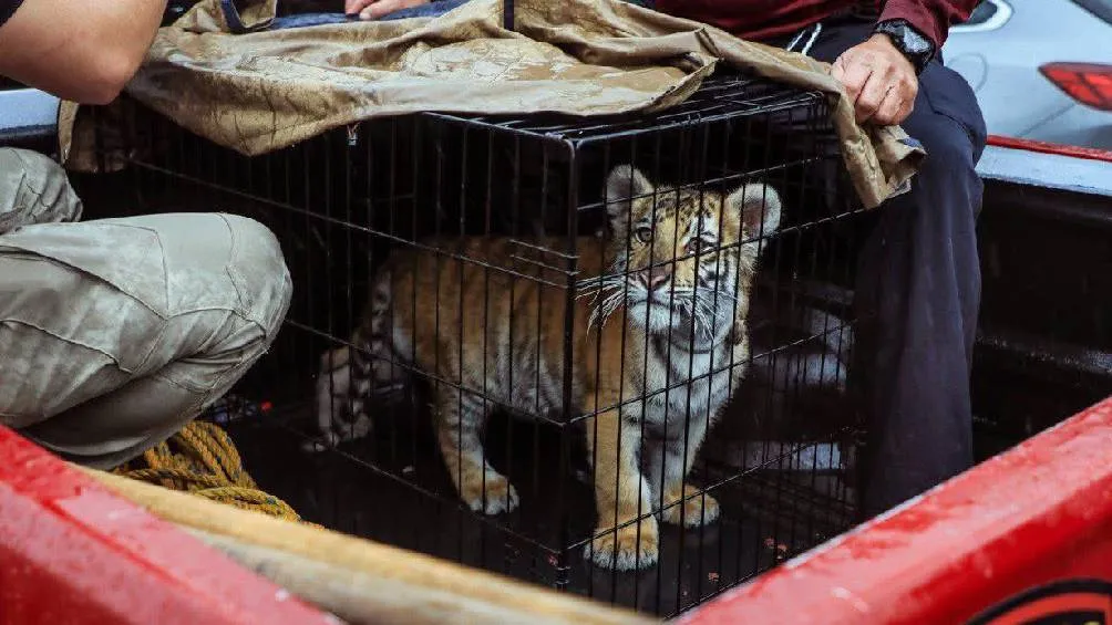 Por medio de una denuncia ciudadana las autoridades consiguieron rescatar al cachorro. / X: GobNau