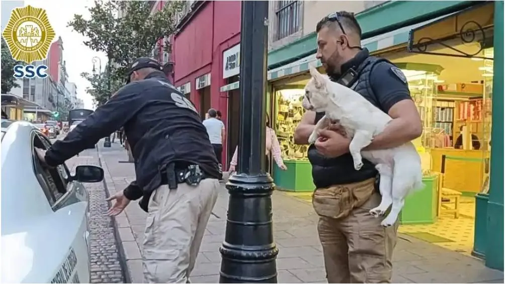 En el lugar también se encontraron dos perros, un Bulldog Francés y un Pug. / SSC