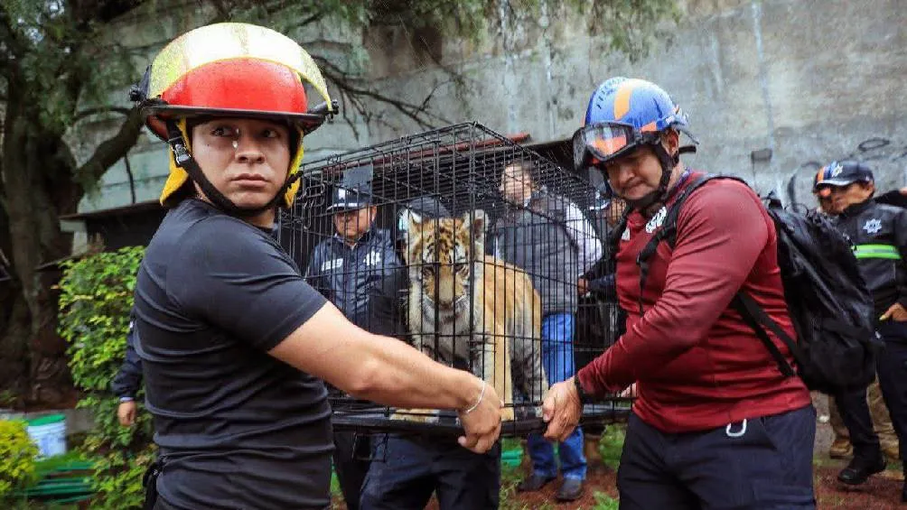 El alcalde Isaac Montoya Márquez instruyó el operativo de rescate. / X: @GobNau