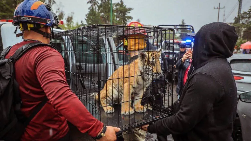 El cachorro fue asegurado y trasladado a la Agencia del Ministerio Público de la Federación. / X: @GobNau